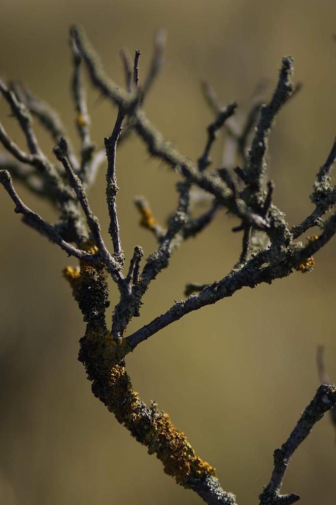 MeiKe 85mm Sony E Manuell Fokus Sony E-fatning F1.8 APS-C