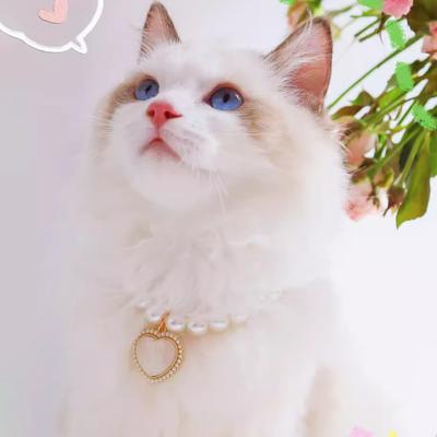 Ropa y calzado – Accesorios para perros