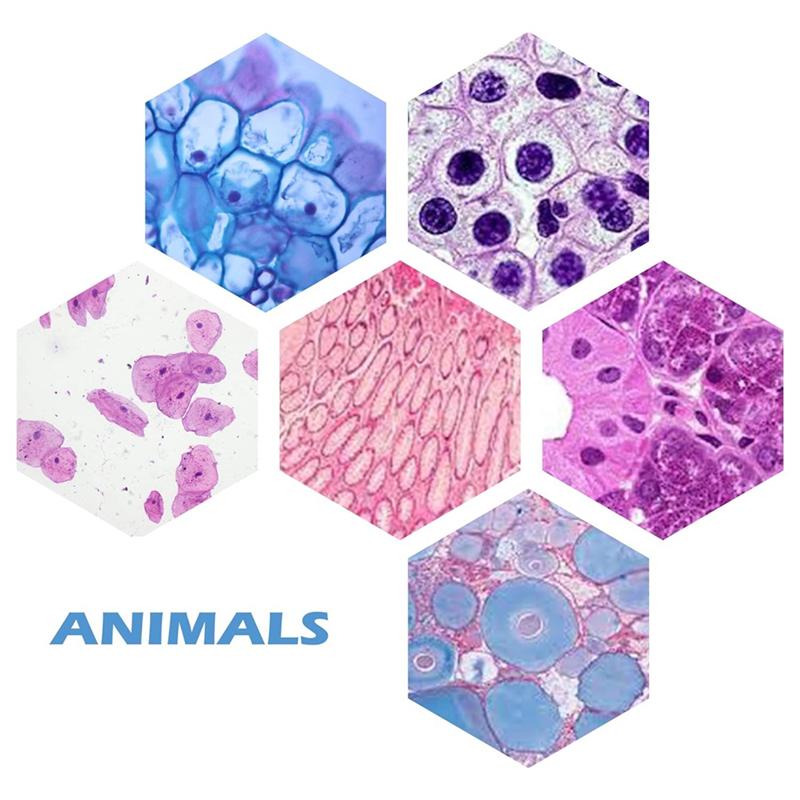 A84E-200 Packs Microscope Slides, 100 Plants & 100 Animal Tissues Includes Labels And Case For Biological Science Education