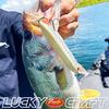 Lucky Craft USA Super Sammy 132 Bone (110 Shad)