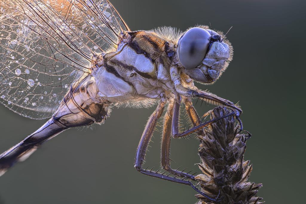 LAOWA 180mm Ultra Macro APO Telephoto Macro Lens for Canon EF Mount with Autofocus F4.5 1.5x (LAO0839)