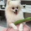 Corduroy Snake Dog Toy Soft Chew Toy Puppy Teething Toy Stuffed Green Snake