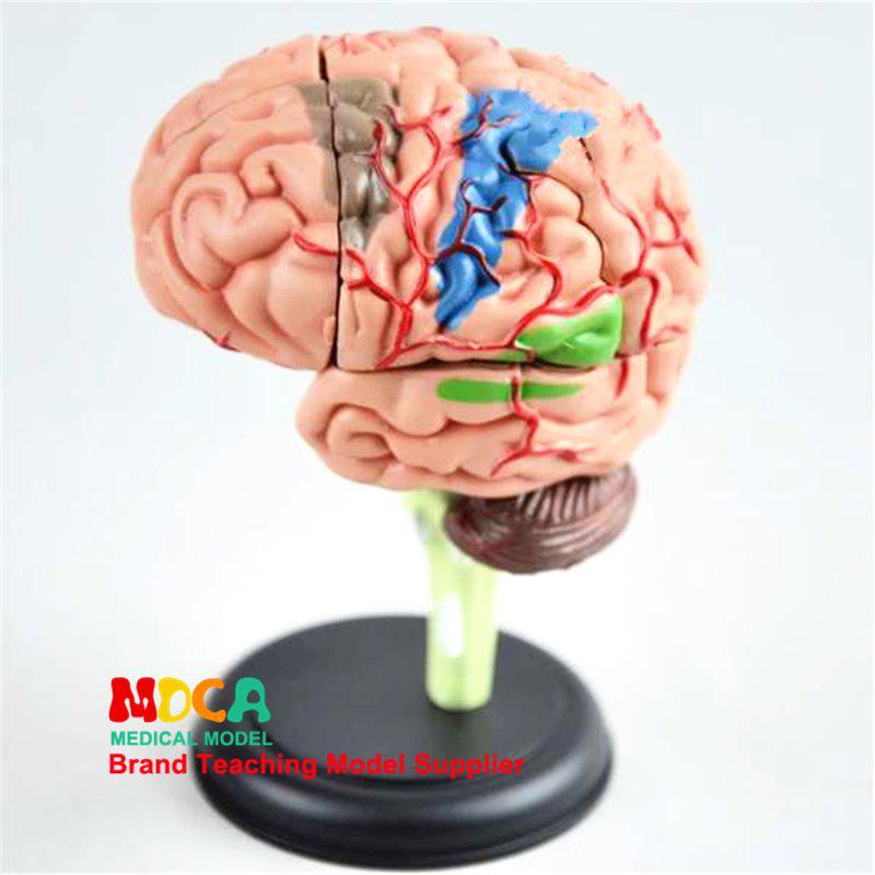 1:1 Scale Right Hemisphere Brain Model - Neocortical Structure & Functional Areas for Medical Education
