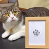 Pet Paw Print Desk Frame With Ink Kit Pet Memorial Picture Frame With Pawprints For Home Decor