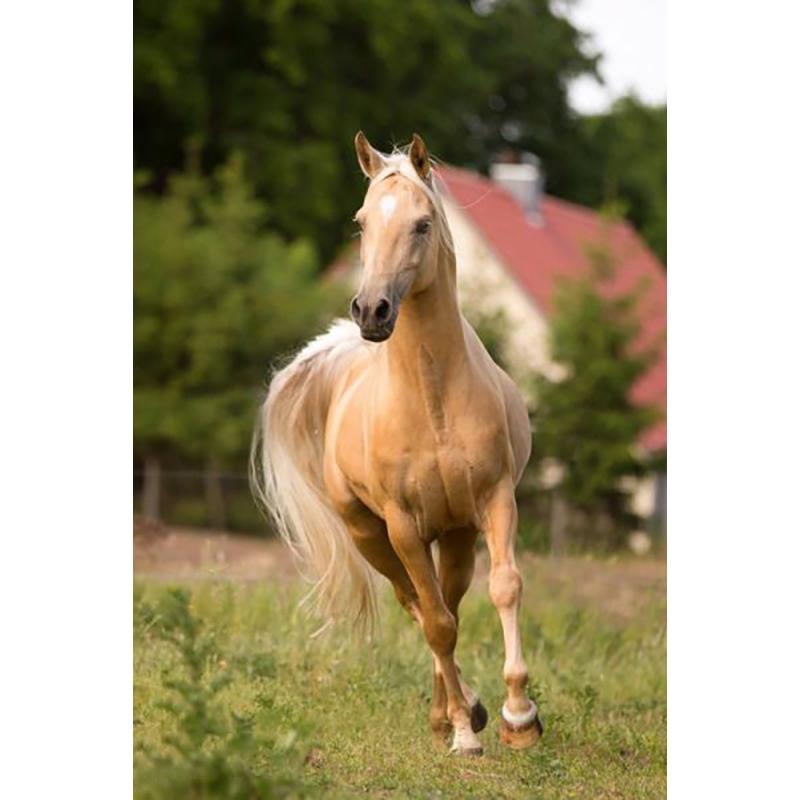 At DIY 5D Elmas Boyama Tam Yuvarlak Matkap Hayvan Elmas Nakış Çapraz Dikiş Mozaik Kitleri Reçine Duvar Sanatı Ev Dekor