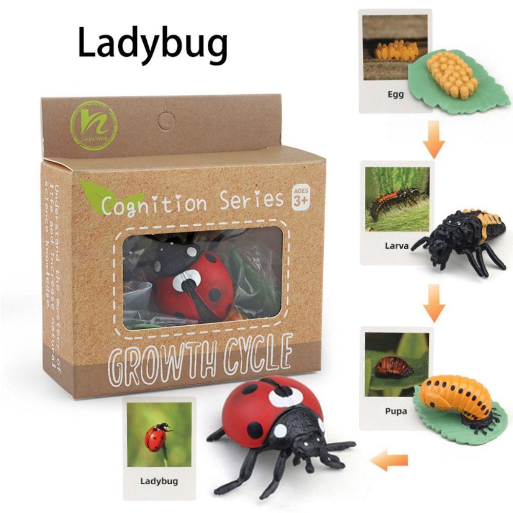 Cycle Figurine Animal Life Cycle Children Toys Simulation Plant Model Animal Growth Cycle Model