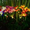1pc LED Solar Ground Lights,Artificial Flower Lawn Lights, 7-head Solar Orchid Lights For Patio Yard Garden Christmas Decoration