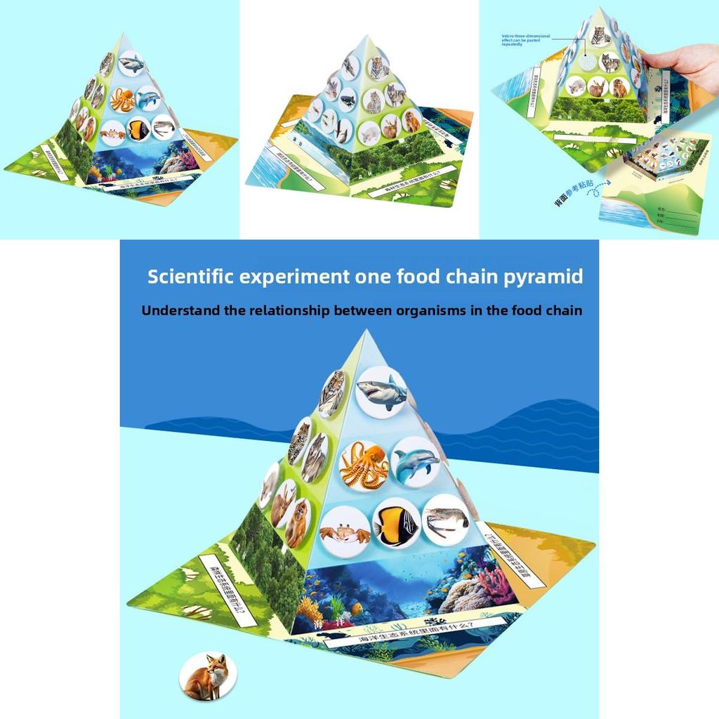 Paper Food Chain Pyramid Model Assembly Material Set Puzzle Toys For Children Educational Biology Set