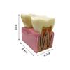 Big Dental Teeth Model Anatomy Large Dental Anatomical Model For Teaching Studying Education Demonstration Patient Communication