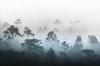 Photomural Forest In Fog Non-Woven 368x254