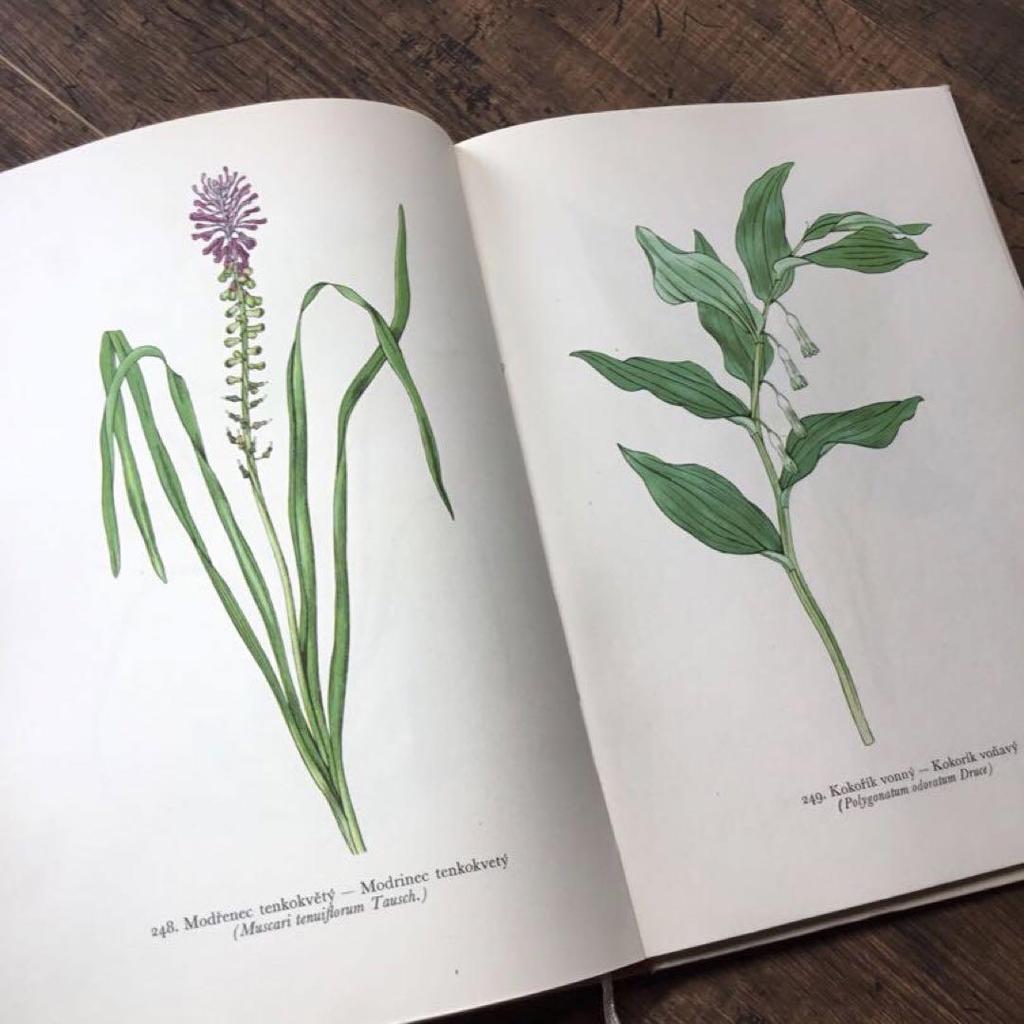 [USED] Botanical encyclopedia, foreign books, Czech botanical encyclopedia, botanical art