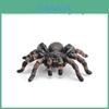 Jungle Rainforest Insect Butterfly Poison Spider Pvc Model Set With Realistic Wildlife Display For Nature Enthusiasts