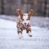 Classic Knit Turtleneck Cold Weather Dog Sweaters, Soft Plaid Pullover Knitwear Stretchy Pet Winter Warm Clothes(Rhombus)