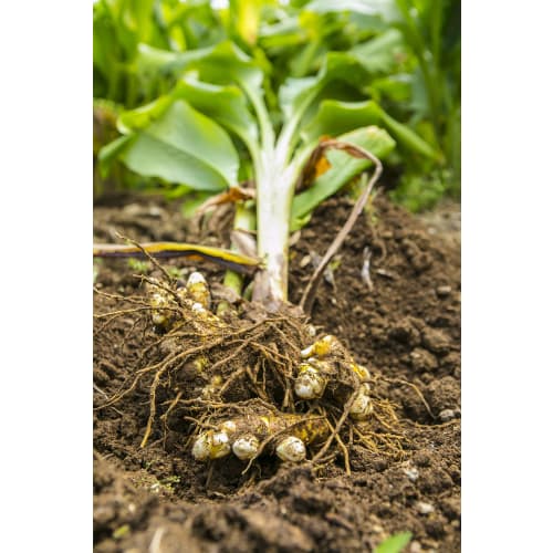 Established 30 Years Ago, Yakushima Spring Turmeric Powder 500g (Approx. 5-month Supply)