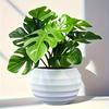 1Pc Artificial Green Turtle Leaf Bamboo Potted Plant With White Flower Pot Mini Turtle Leaf Plant For Home Office Dairly Decor