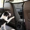 Car Trunk Fence Pet Dog Cat Isolation Protective Net Sturdy Durable Elastic Isolation Nets Pets Safety Fence For Any Vehicle