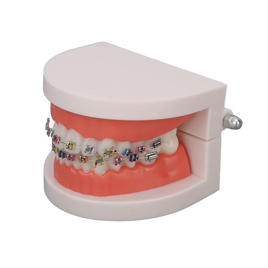 Dental Typodont Teeth Model with Orthodontic Metal Bracket for Dentist Teaching Research Dental