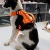 Yansıtıcı Futbol Izgaralı Köpek Göğüs Tasması - Evcil Hayvan Yeleği ve Göğüs Tasması, Patlamaya Dayanıklı