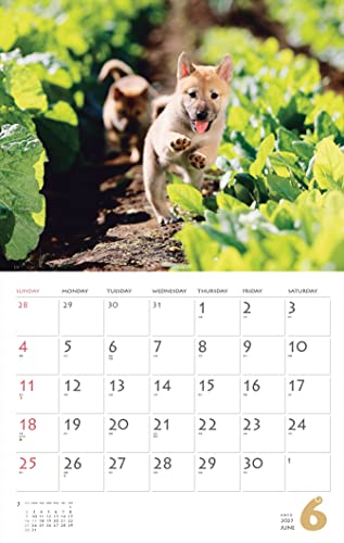 Calendar 2023 Shiba Inu (Month Flip/wall Hanging) (Yamakei Calendar 2023)