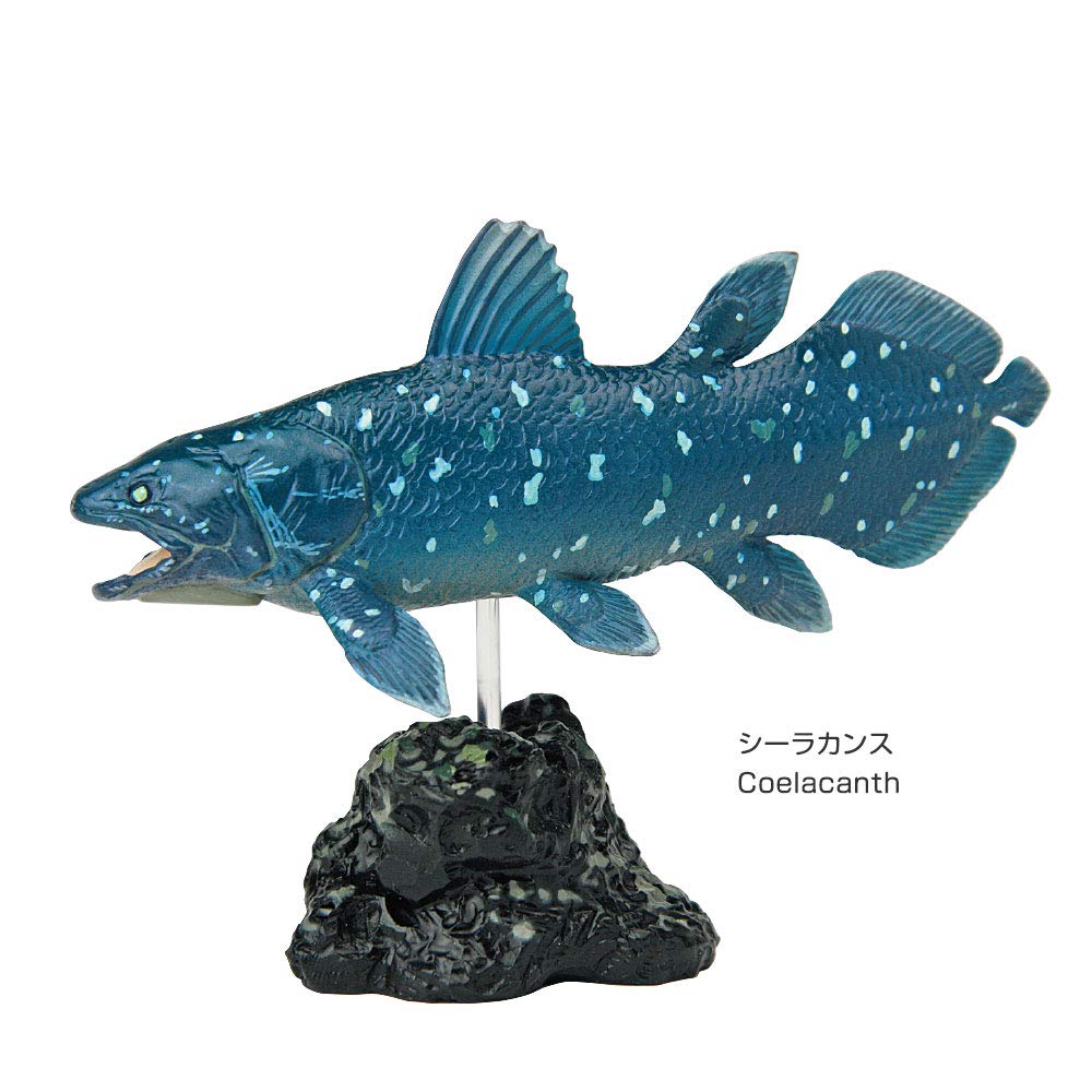 Carolata Ancient Fish Figure 3D Encyclopedia Creatures 7 Species With Realistic Figure Box Educational Toy Birthday Present Gift Sanitation Law Figure