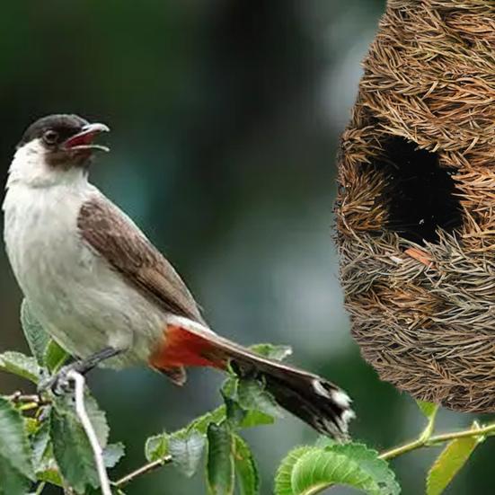Bird Nest Bite-Resistant Moisture-proof Reusable Strong Construction Compact Resting Nest for Tree