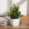 Eucalyptus Potted Greenery Plant For Indoor Living Styling Room
