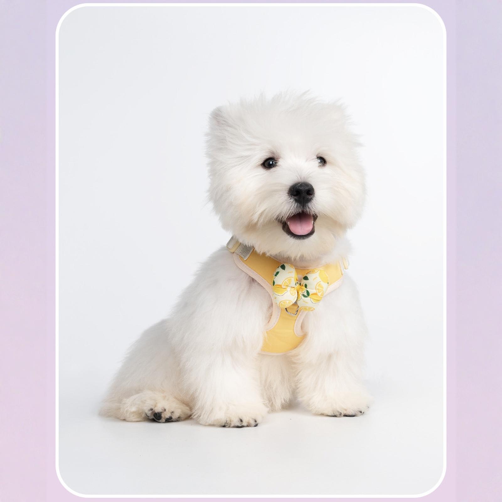 

rabbitgoo Dog Small Sized and Leash Set, Step in Soft Light Puppy Vest, Breathable Mesh Pet , Reflective for Safe Outdoor Walking S жовтий