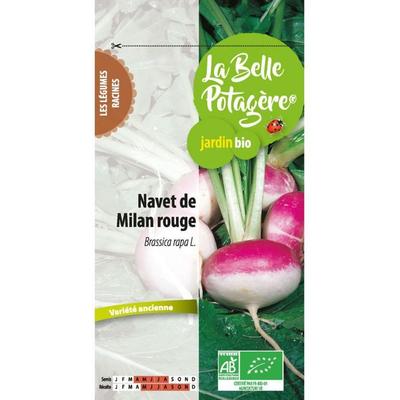 Red Milan Turnip 1 G