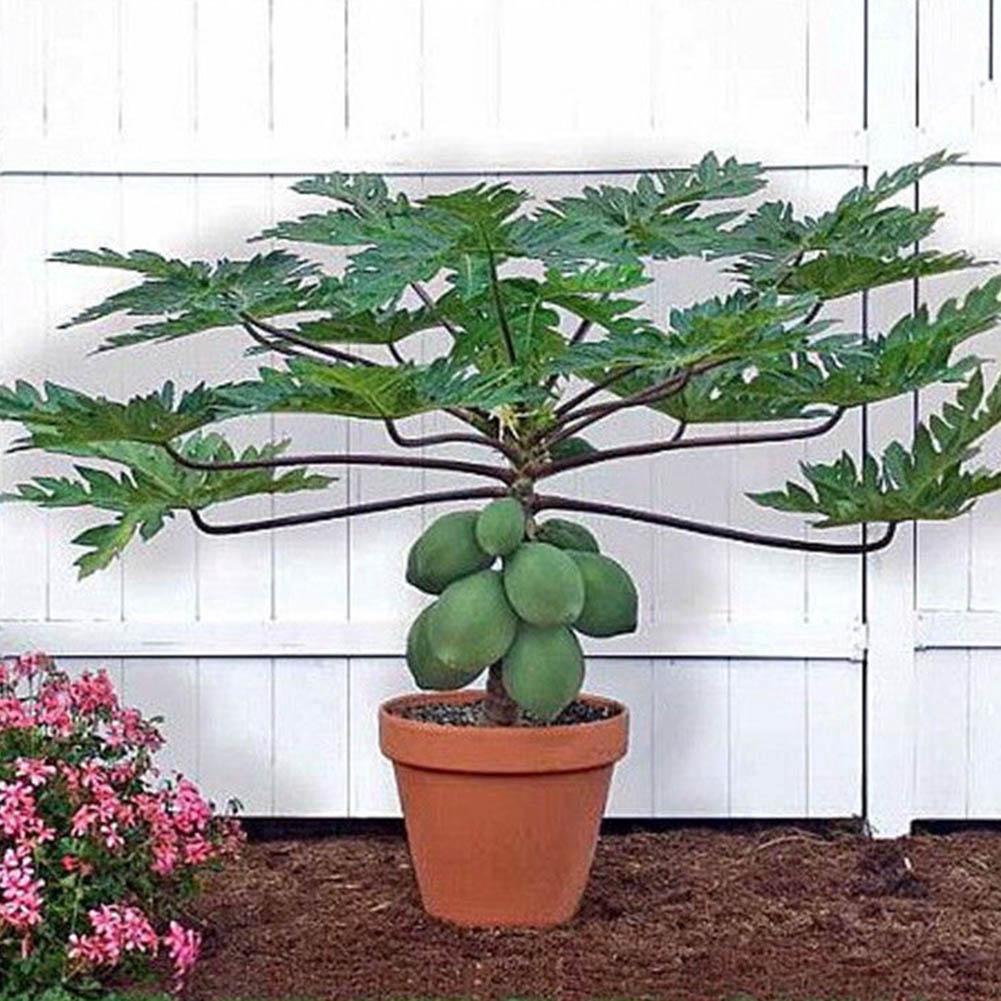 Semi Di Paw Paw (Asimina) Nana DOLCE MARIA – 10 Semi Biologici Per Clima Freddo