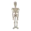 Model Schelet cu Suport Studiu Medical Anatomie Structură Corporală Materiale Didactice
