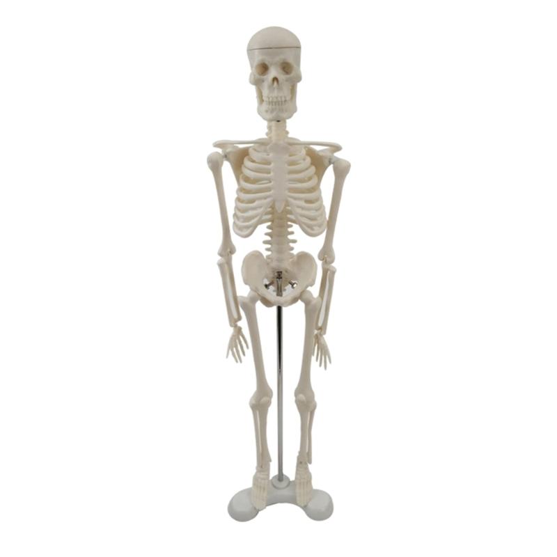 Skeleton Model with Rack Medical Anatomical Study Body Structure Teaching Props 1