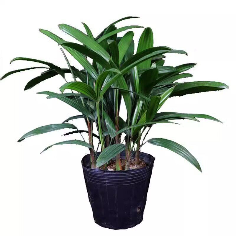 Bambusa multiplex 'Golden Bamboo': Large Evergreen Indoor Plant, Air-Purifying Foliage in Pot