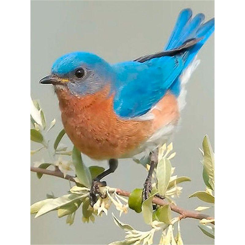 GATYZTORY Malen nach Zahlen für Erwachsene Spatzenvogel Tier Einzigartige Geschenke Ölfarbe Malerei auf Leinwand Gerahmte Wandkunst Handwerk