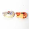 Plastic Ancient Marine Animal Toy Figures Nautilus,Baculites,Cephalaspis,Opabinia,Dunkleosteus Prehistoric Educational Toys