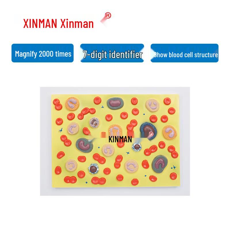 XINMAN Blood Cell Enlarged Model