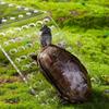 Adjustable Turtle Basking Platform Hanging Aquatic Reptile Tortoise Resting Terrace Turtles Dock