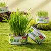 Kit de Grama para Gatos para Gatos de Interior Sementes de Trigo de Crescimento Rápido com Terra Nutritiva Germinação Rápida em 3-7 Dias