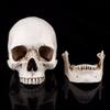 1 pieza Resina Blanca Cráneo Humano Tamaño Natural Réplica Modelo de Dibujo Adorno de Fiesta de Dibujo
