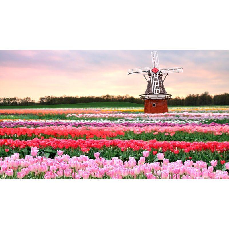 5D Diy Diamond Painting Windmill Rhinestone Kit Diamond Embroidery Lily Flowers Diamond Mosaic Handicraft Home Decor