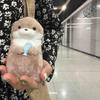 Kawaii Otters Holding Fish Plush Doll Keyring Plush Material Soft Touch Doll Toy Keyring Cute Design Funny Pendant Keyring