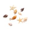 (Nikita) Sea Shell 1BOX Nail Art Rhinestones Glitter Diamond Gems 3D Tips DIY Decoration
