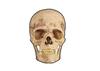 Supreme 4D Model Human Skull Natural