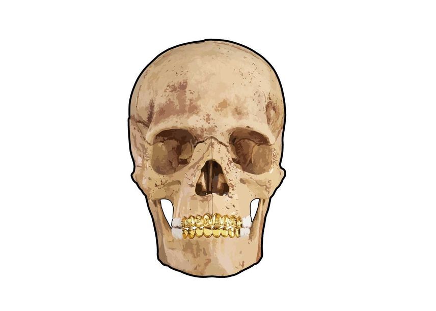 Supreme 4D Model Human Skull Natural