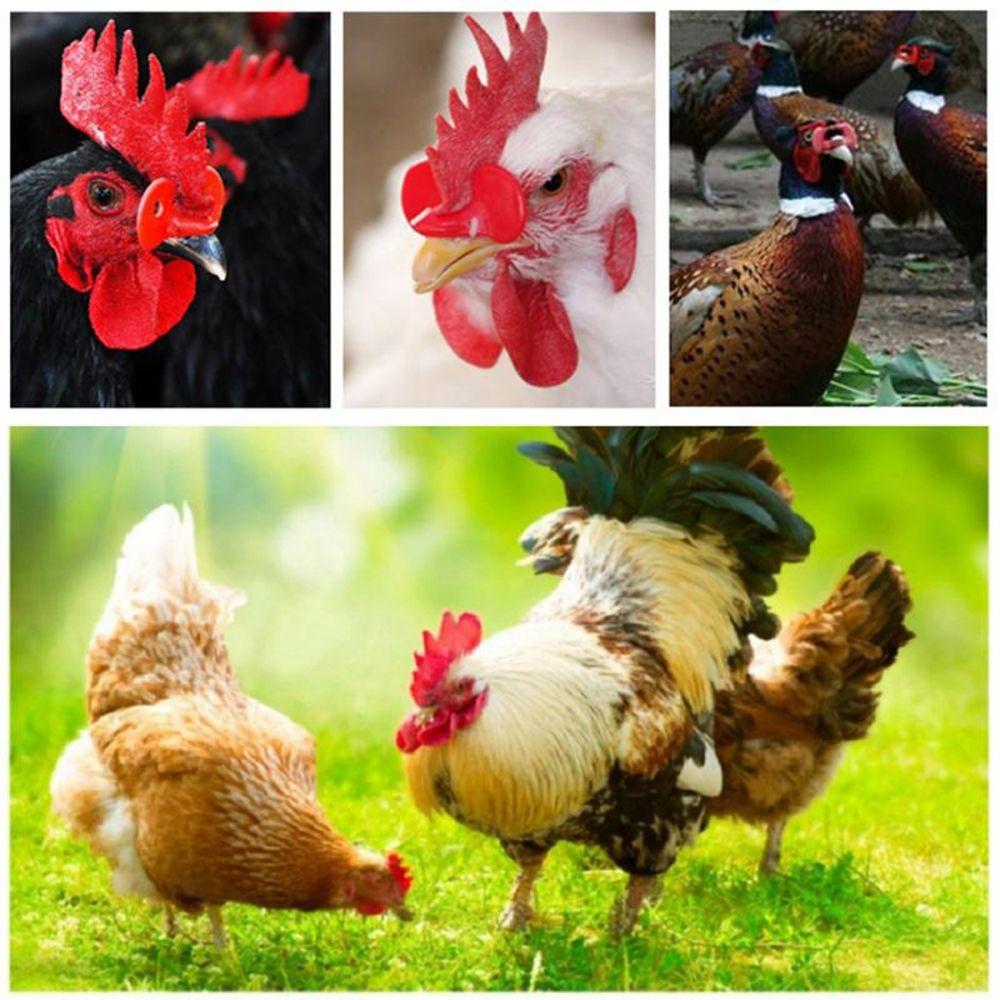 50 Pcs Plastic No Bolt Chicken Glasses Pigeon Pheasant Anti-pecking Glasses Poultry Supplies