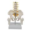 Human Pelvis Skeleton Model with Vertebrae Teaching Tools 5 Parts Assembled Children Educational Toy