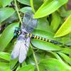 3D Artificial Dragonfly Insect Repellent Outdoor Fake Dragonfly Hanging Ornament Fly Repel Companion for Garden Camping Yard