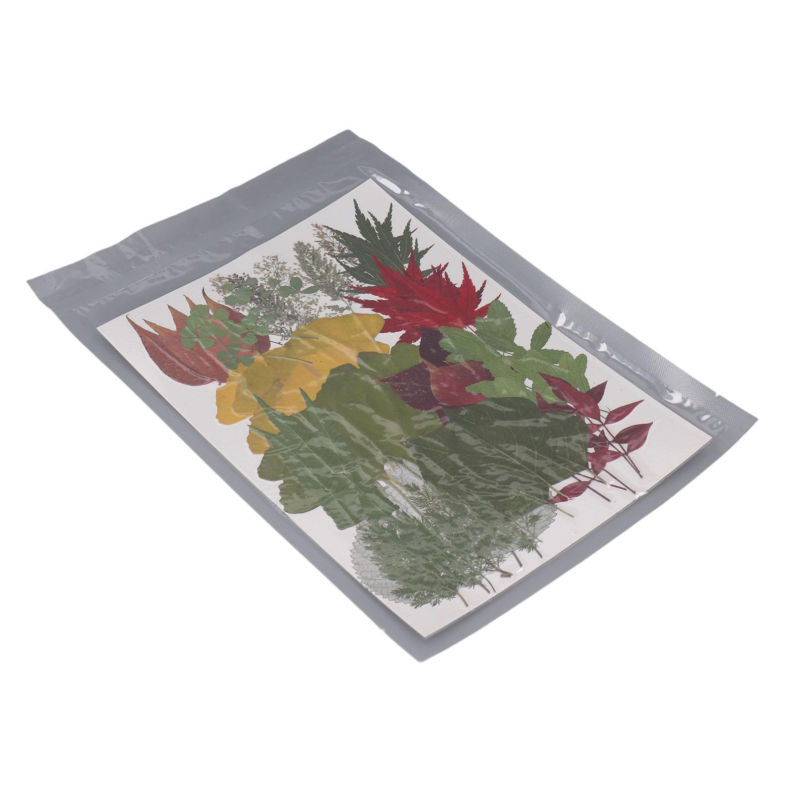 

Набор из 90 штук прессованных цветов и сушеных листьев для поделок, смоляных форм, скрапбукинга, товаров для DIY