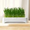 Plastic Hydroponic Seeding Tray Reusable Self-planted Cat Grass Nursery Pot Multi-functional Growth Planter Pet Cat Grass