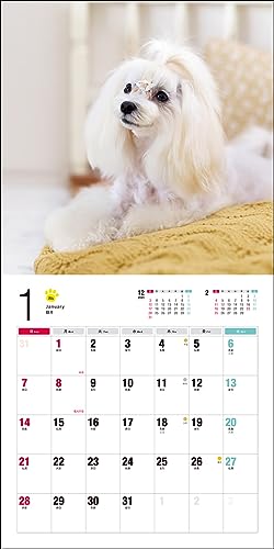 2024 Calendar Maltese (Seibundo Shinkosha Calendar)