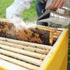 Verzinkter Eisen Bienenstock Räuchergerät mit Hitzeschild Imkereiausrüstung